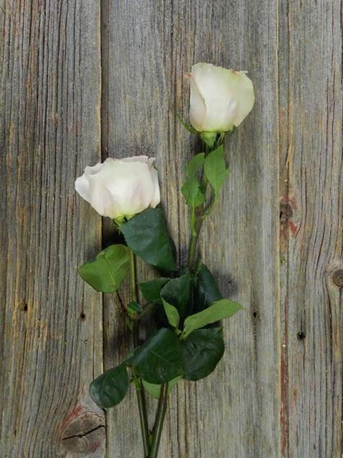 QUICKSAND  TAN ROSES